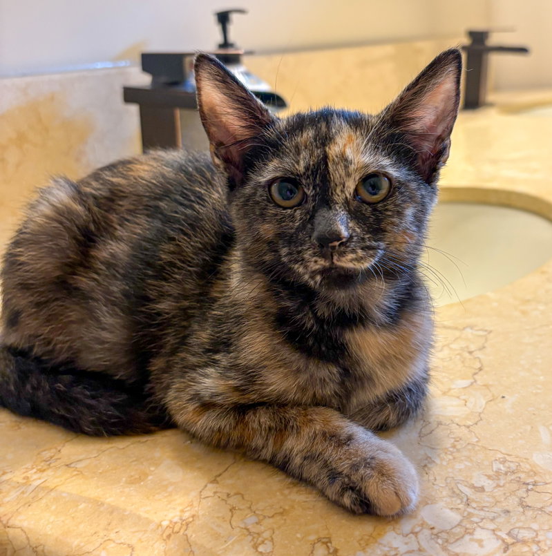 Juli, a female Tortoiseshell kitten up for adoption
