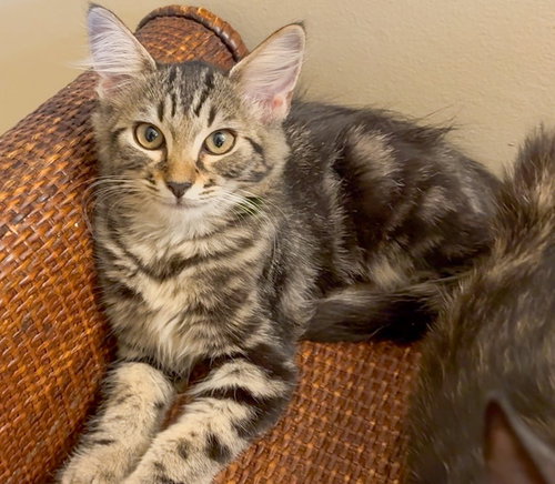 Shirli, a cat for adoption from Lady Luck Animal Rescue, Inc.