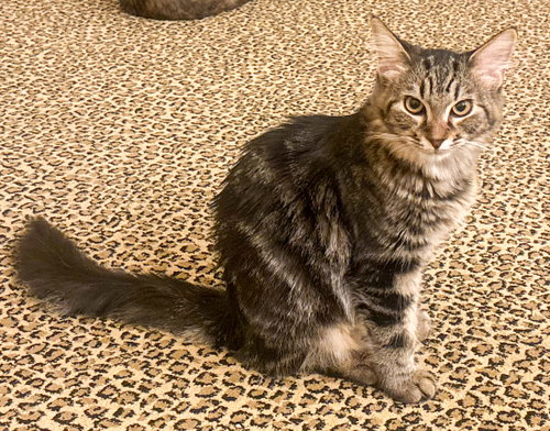 Photo 3 of Shirli