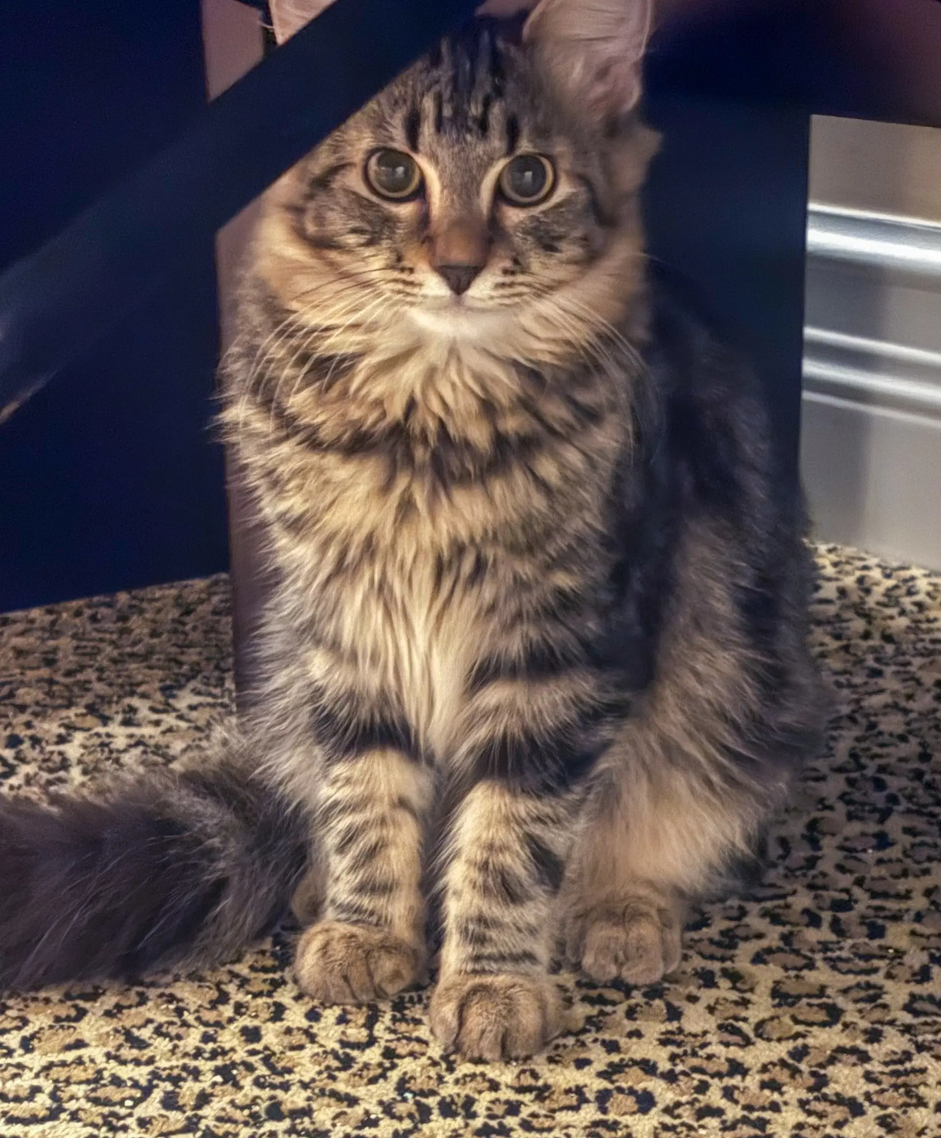 Swirli - Tabby