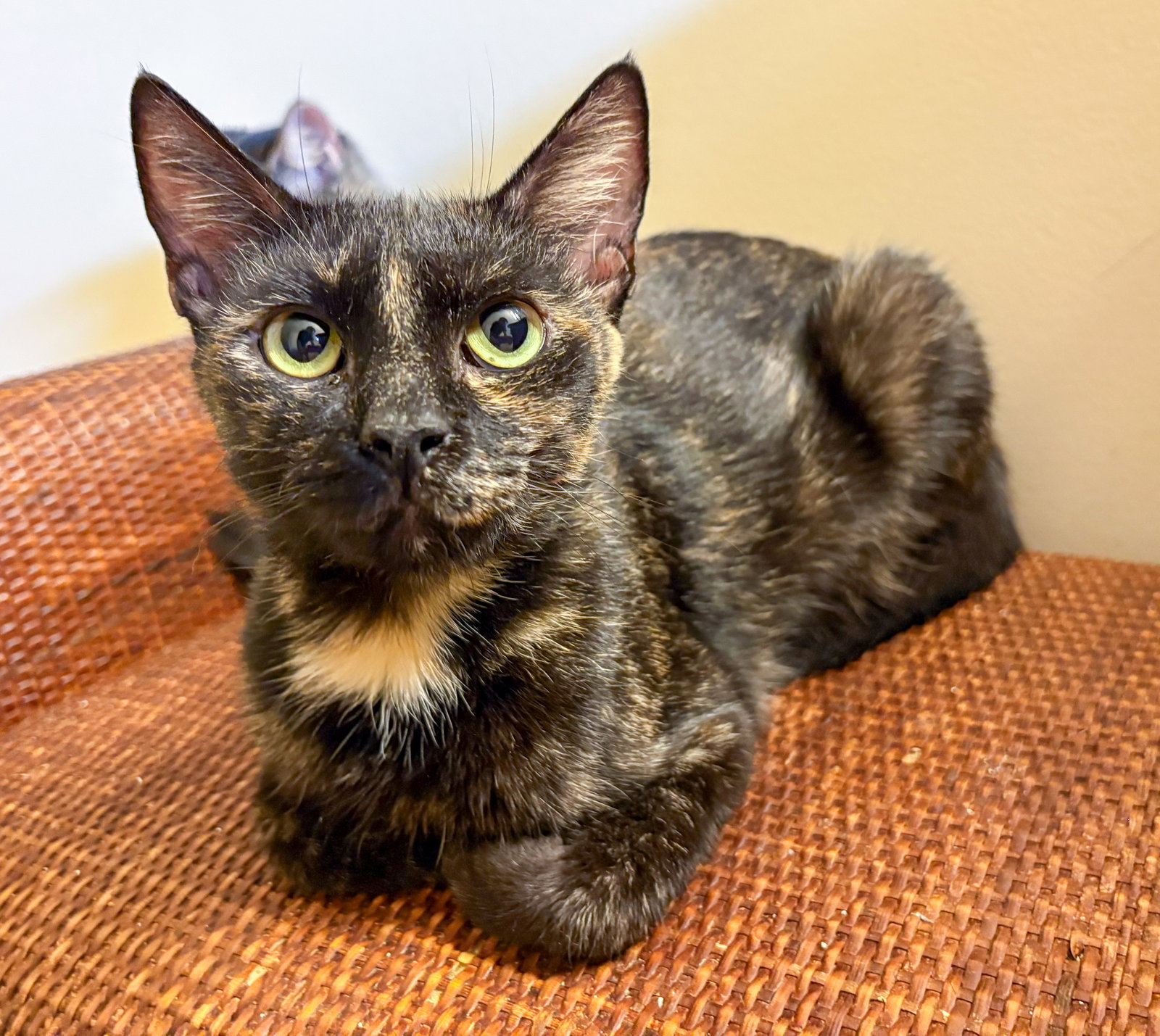 Nora