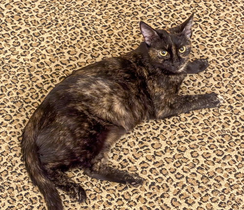 Photo 2 of Nora