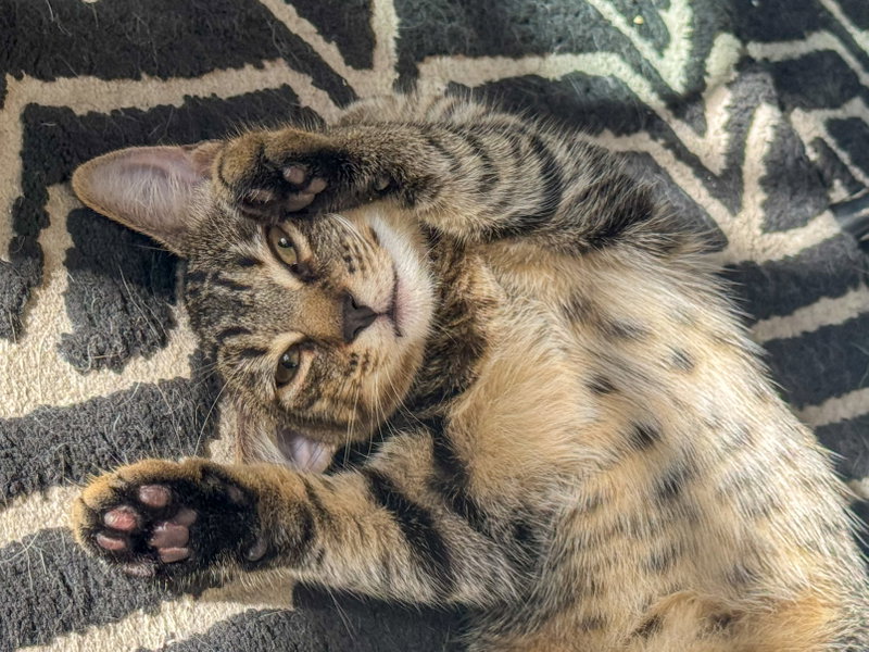 Linguine, a female Tabby kitten up for adoption