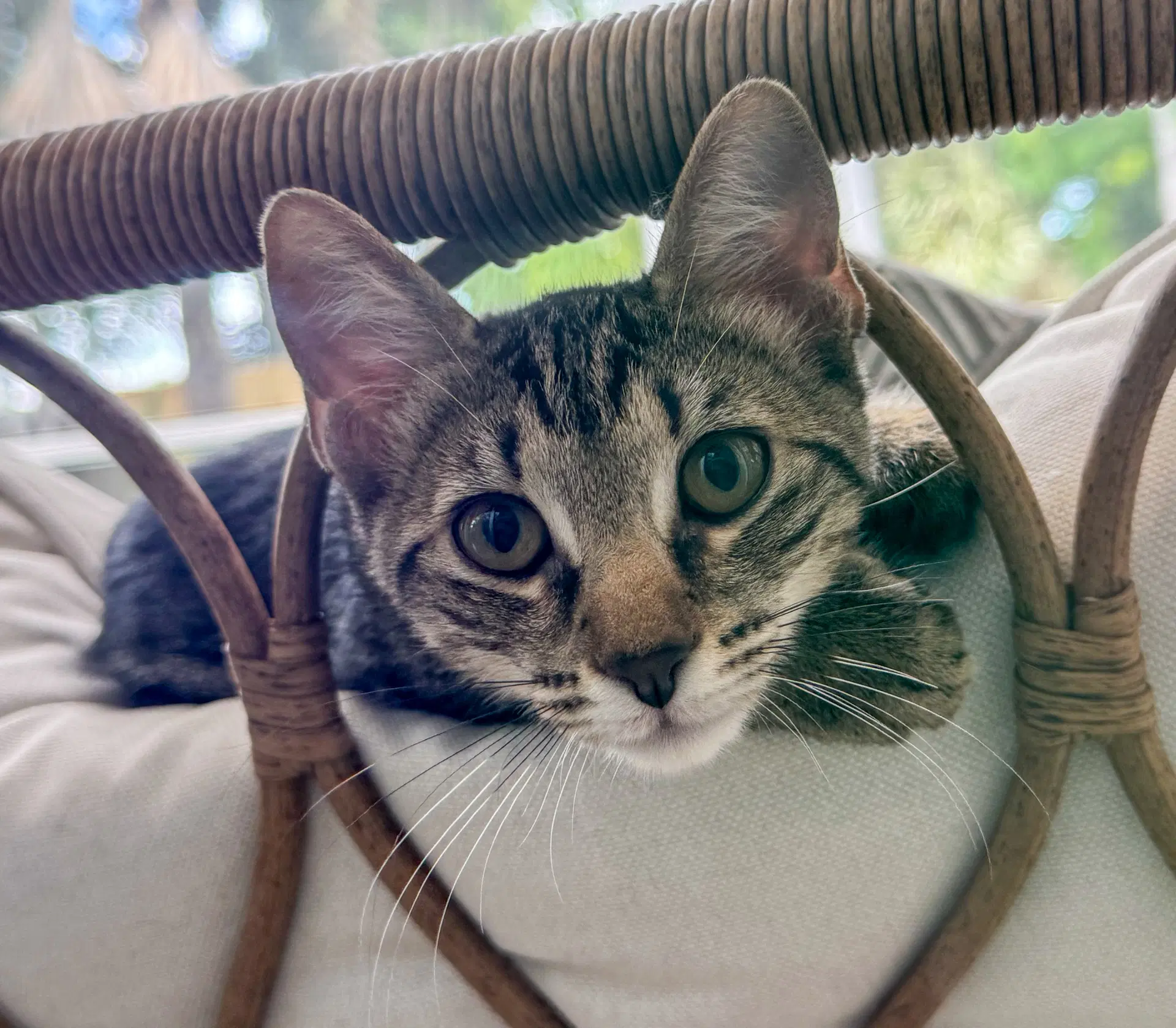Spaghetti - Tabby