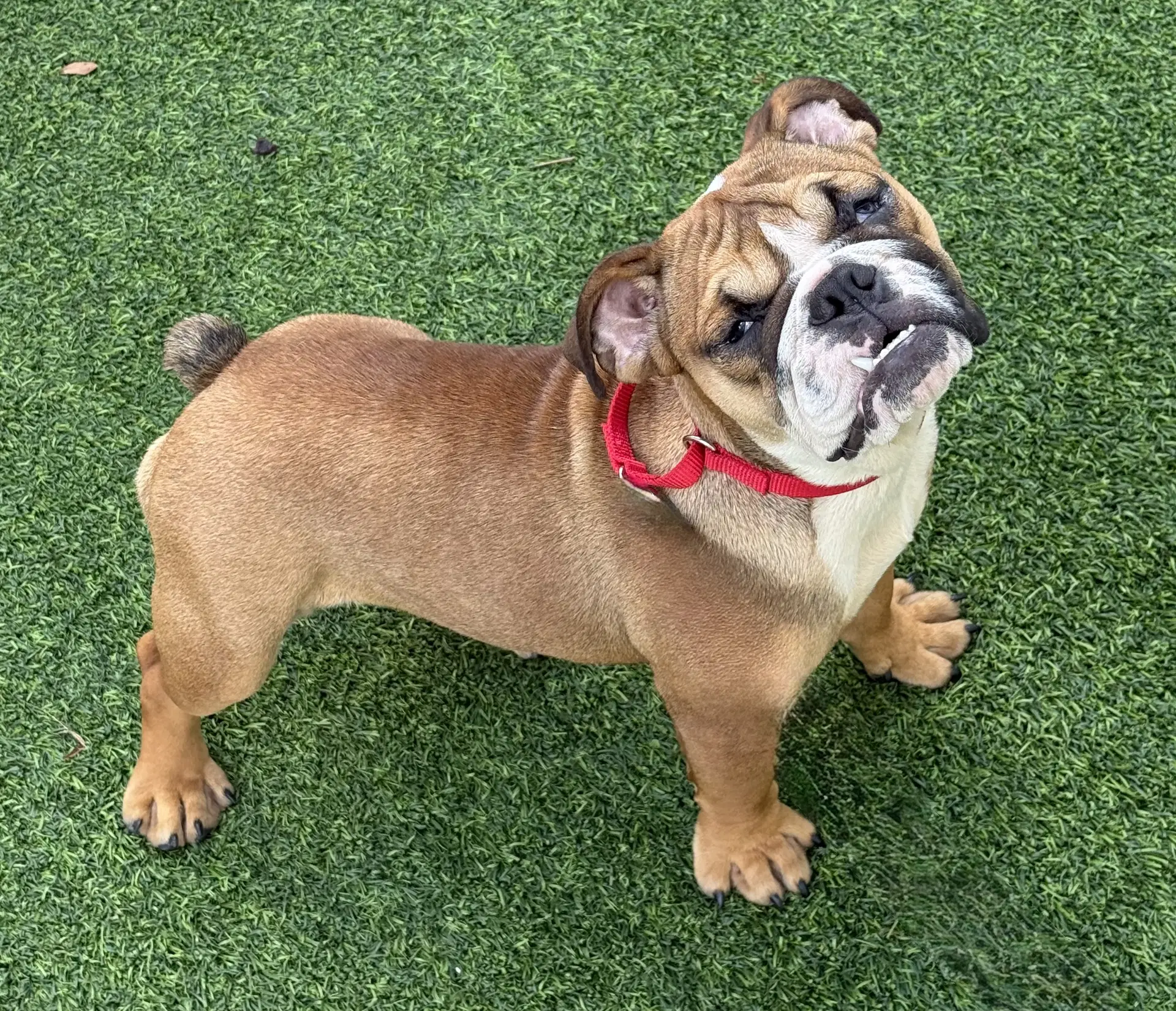 Braydee - English Bulldog