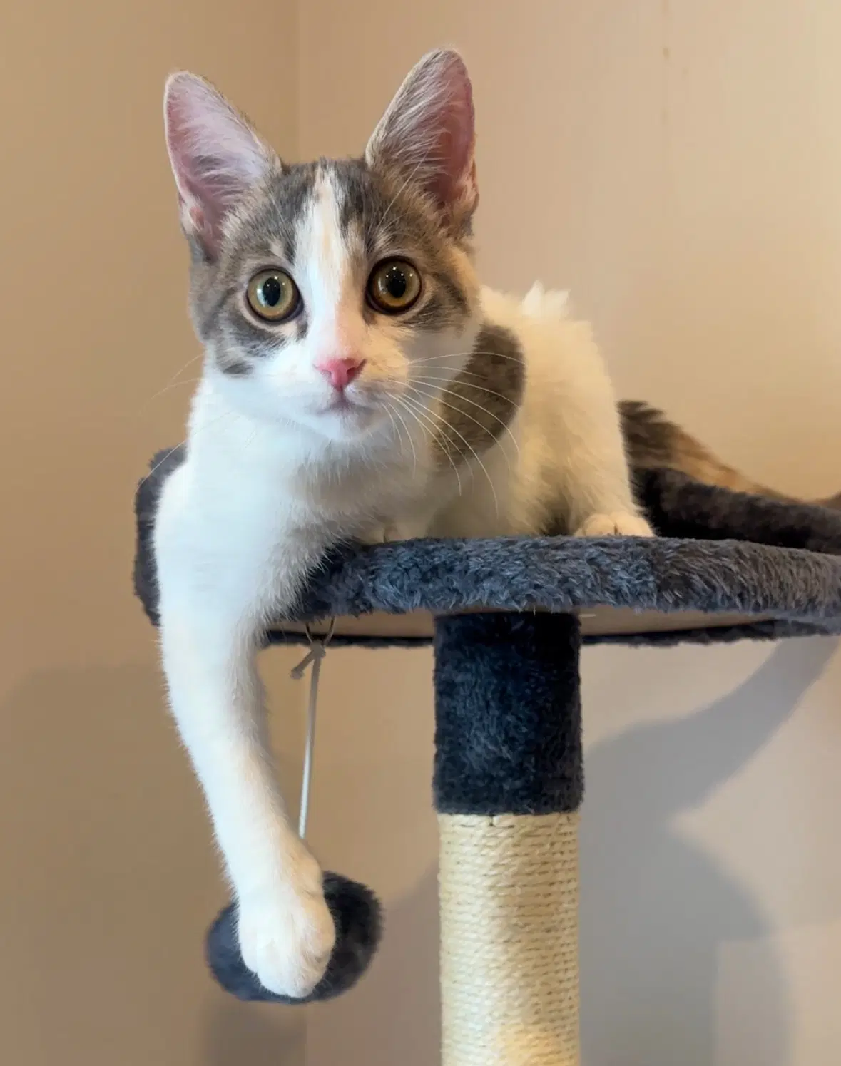 Essex - Calico