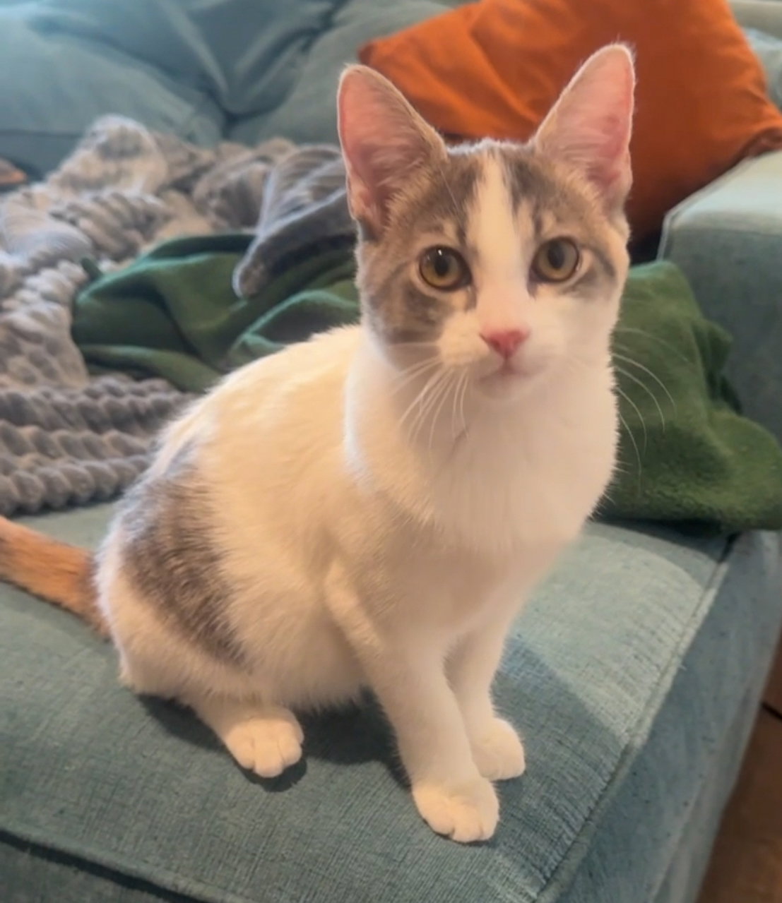 Essex, photo 3