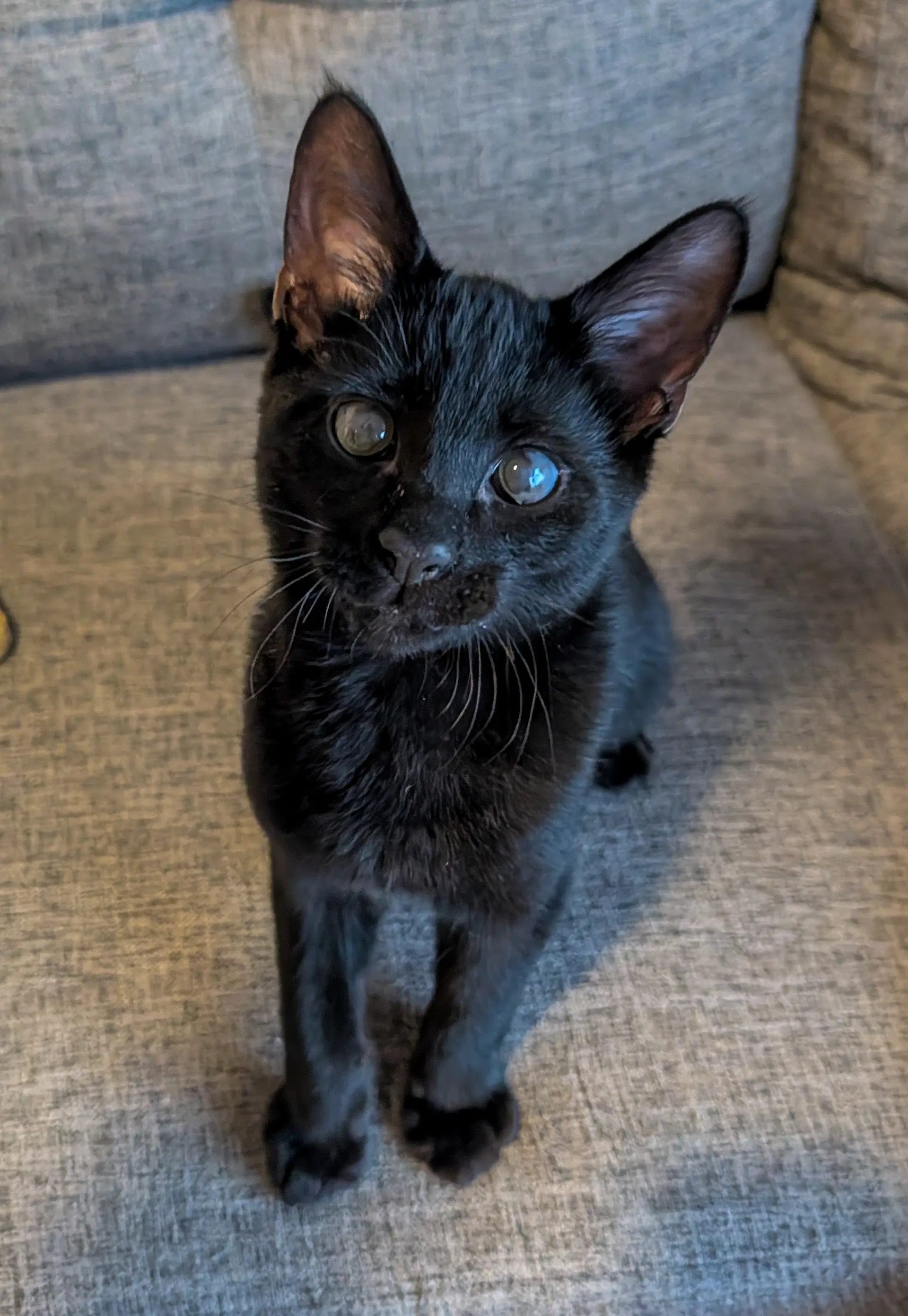 Desi - Domestic Short Hair