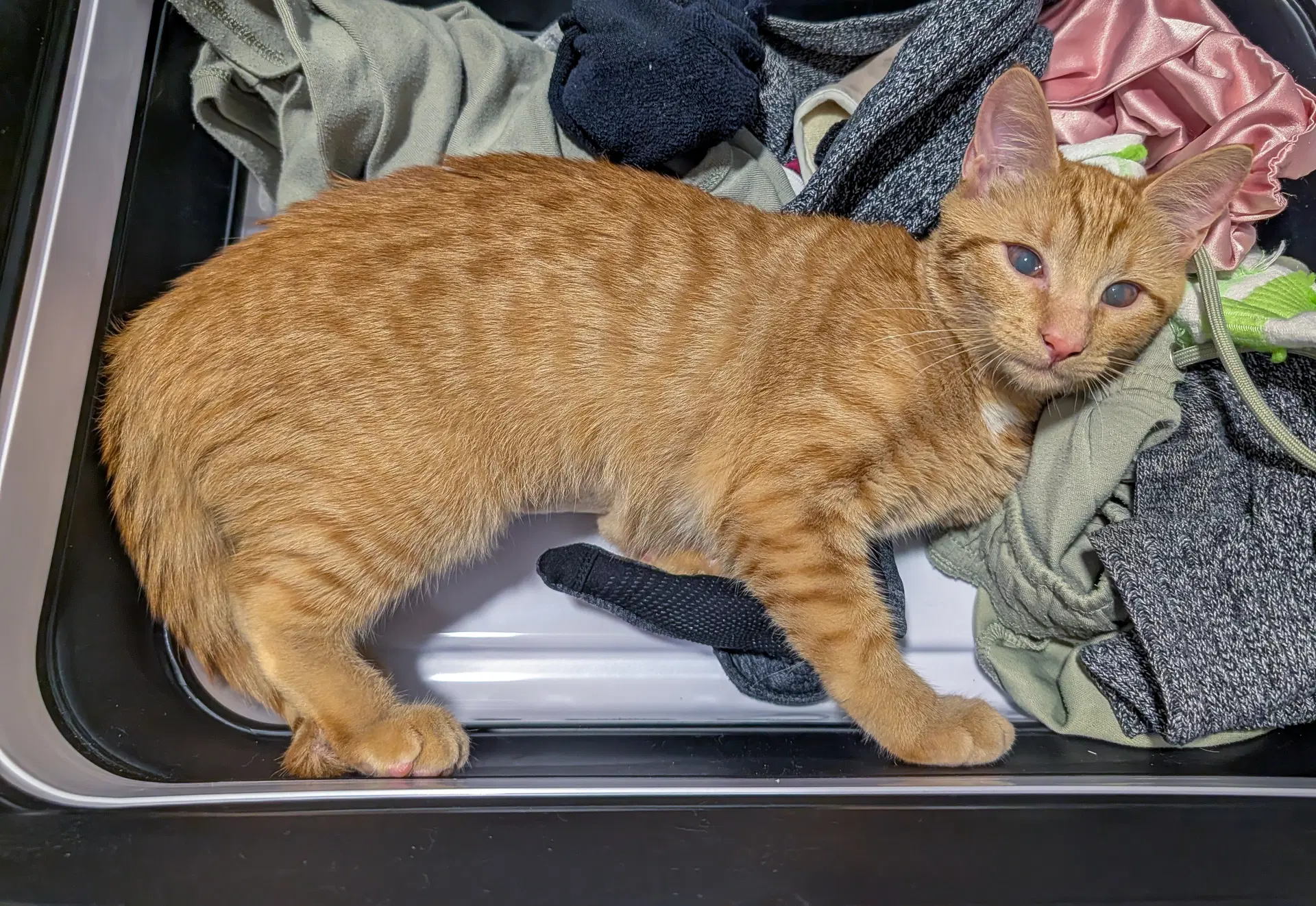 Lucille - Domestic Short Hair