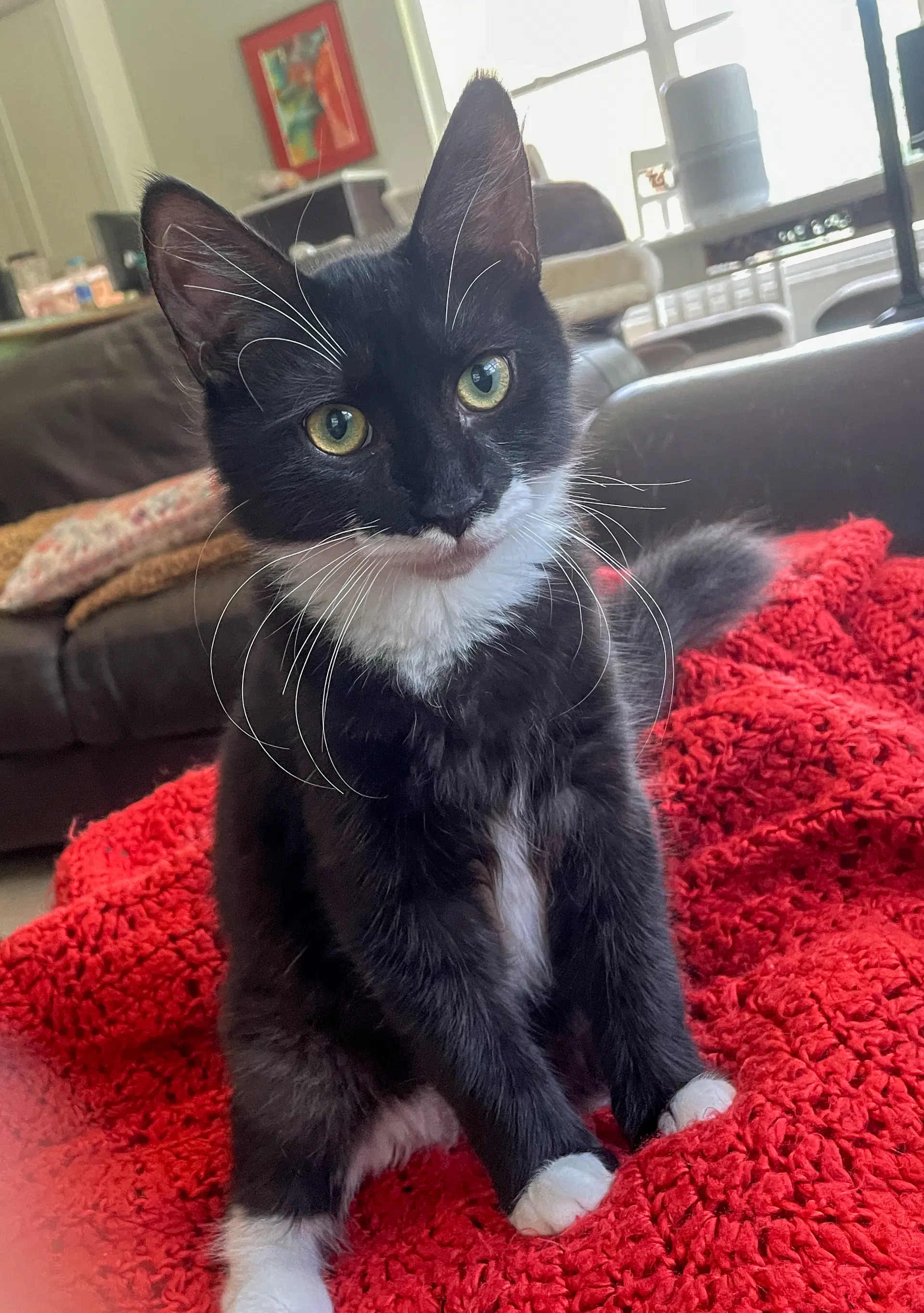 Lex - Domestic Medium Hair