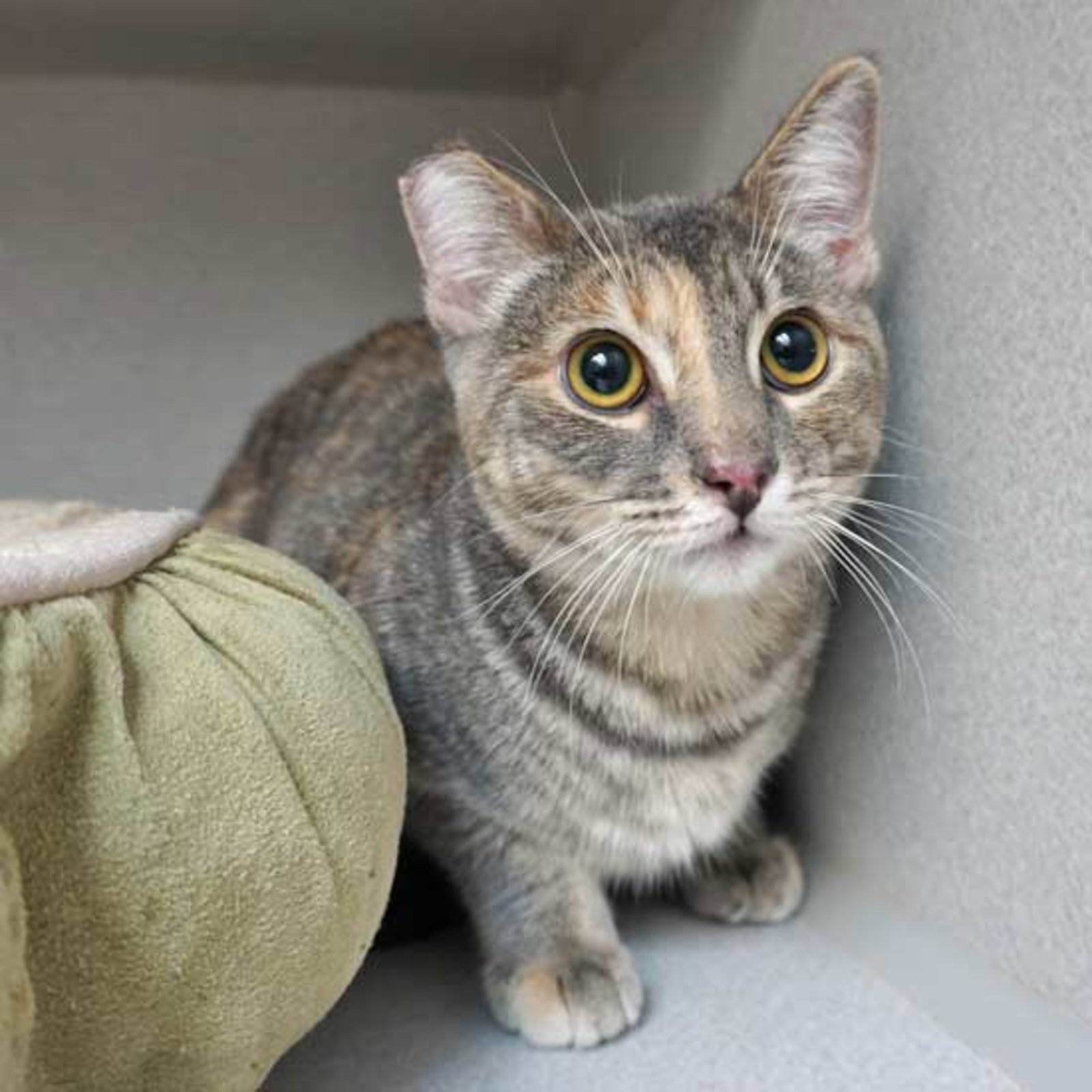 Cats for Adoption in Escondido, California Alpha Paw