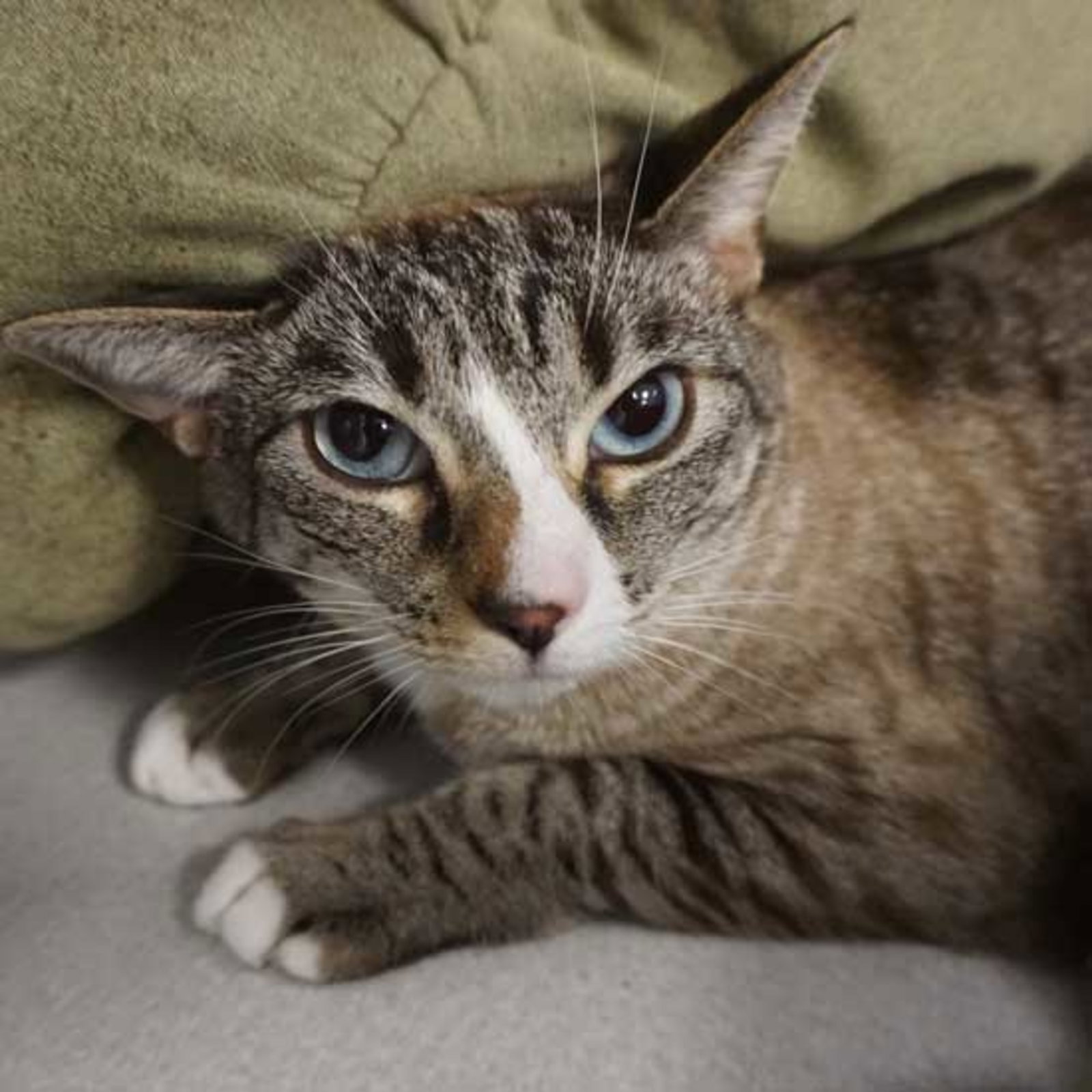 Cats for Adoption in Escondido, California Alpha Paw