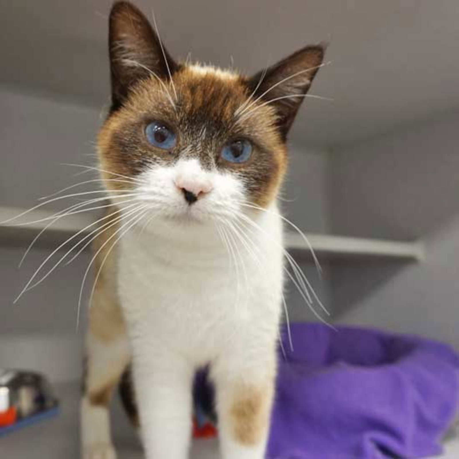 Cats for Adoption in Chula Vista, California Alpha Paw