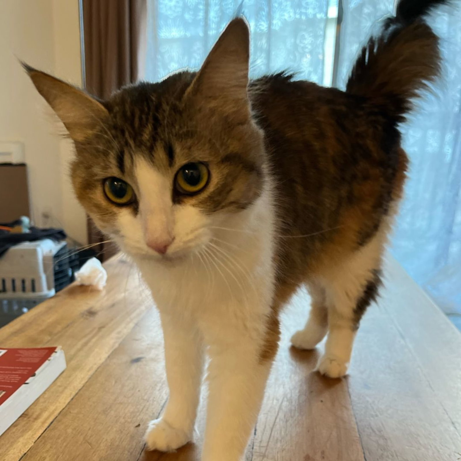 Cats for Adoption in Mira Mesa, California | Alpha Paw
