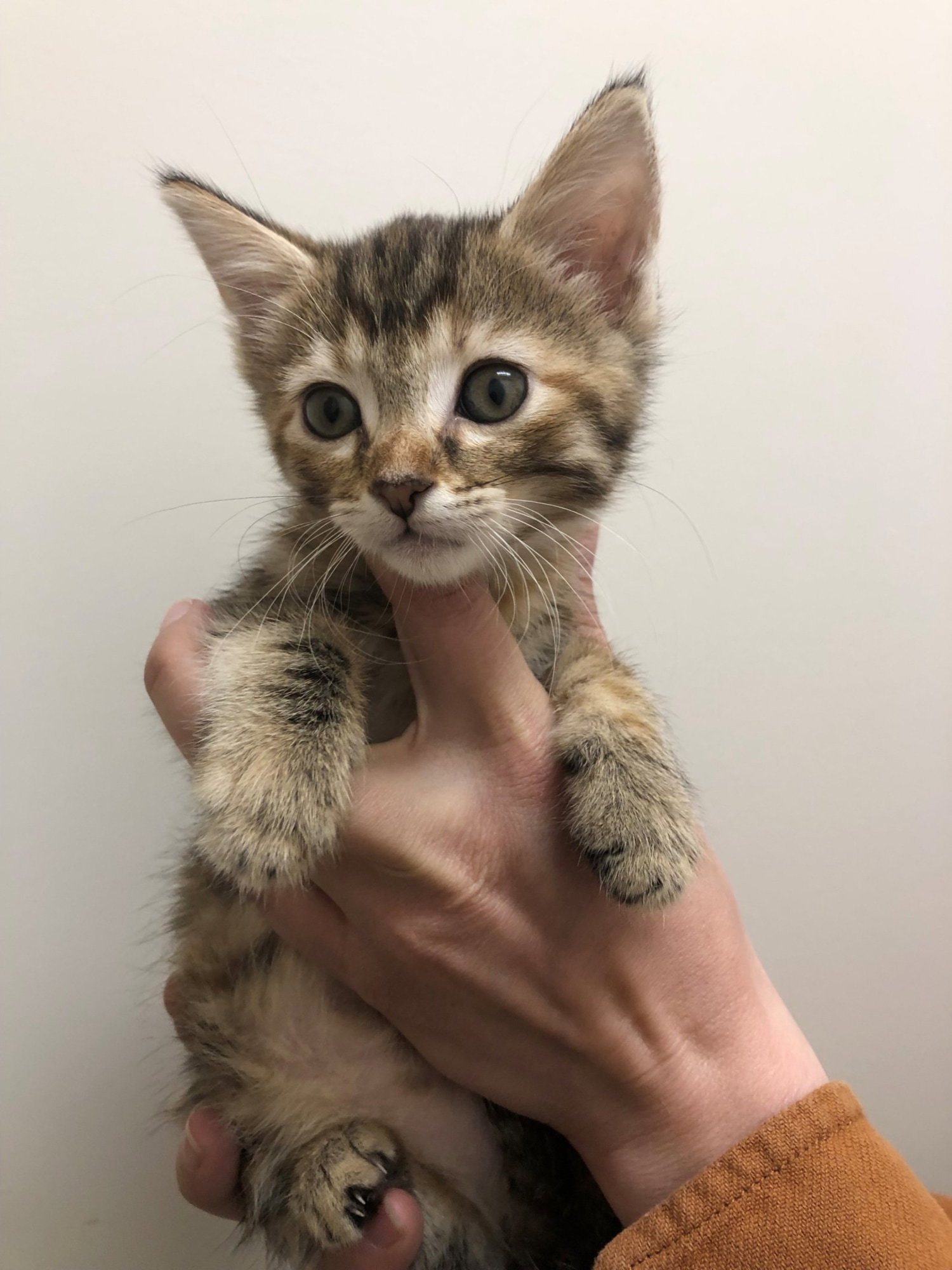 Cats for Adoption in Carlsbad, California Alpha Paw