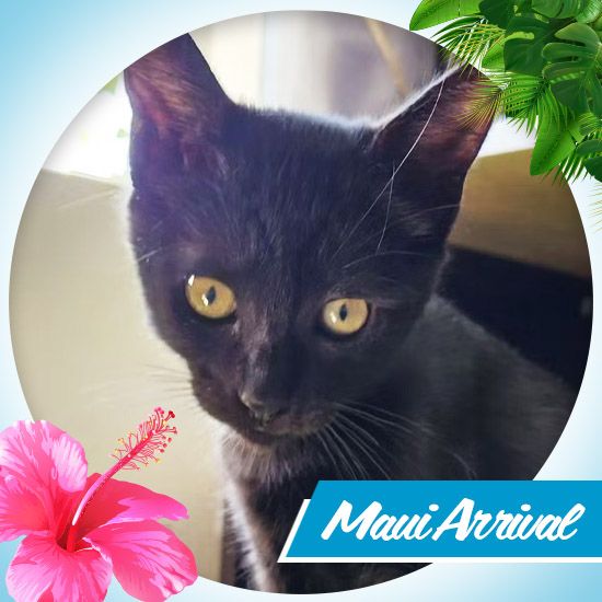 Cats for Adoption in Escondido, California Alpha Paw