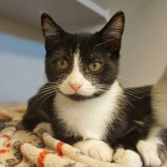 adoptable Cat in Rancho Santa Fe, CA named Silver