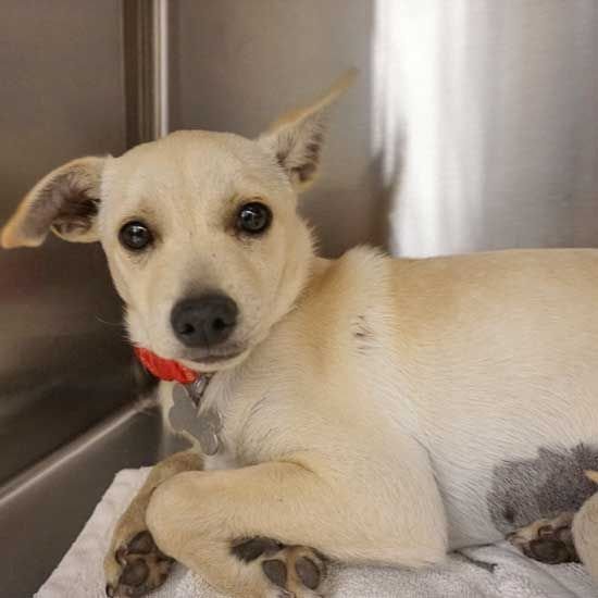 adoptable Dog in Rancho Santa Fe, CA named Cora