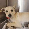 adoptable Dog in rancho santa fe, CA named Cora