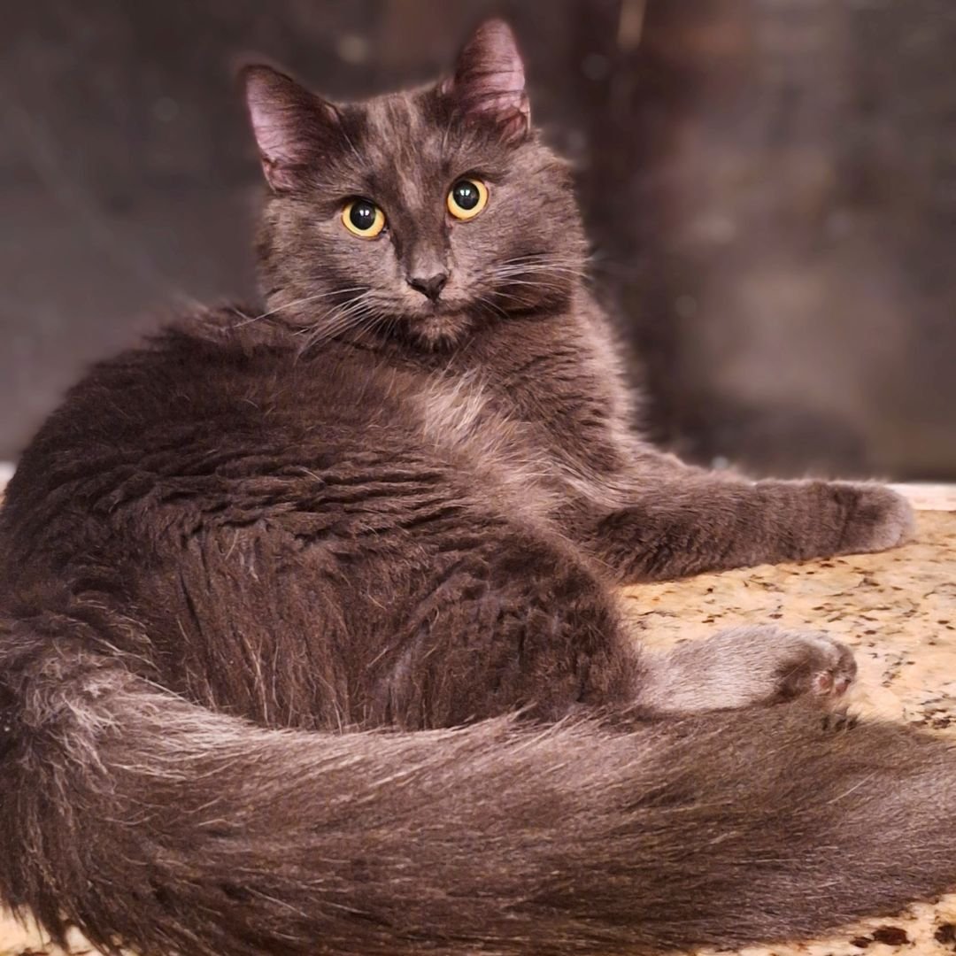 adoptable Cat in Rancho Santa Fe, CA named Winter
