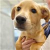 adoptable Dog in rancho santa fe, CA named Chestnut