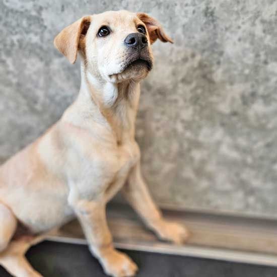 adoptable Dog in Rancho Santa Fe, CA named Casper