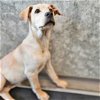 adoptable Dog in rancho santa fe, CA named Casper