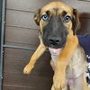 adoptable Dog in Rancho Santa Fe, CA named Hannah