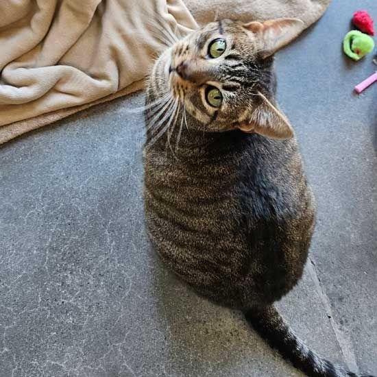 adoptable Cat in Rancho Santa Fe, CA named Halsey