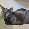 adoptable Cat in  named Rosalind