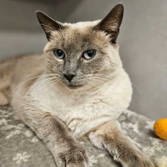 Cats for Adoption in Rancho Santa Margarita, California | Alpha Paw