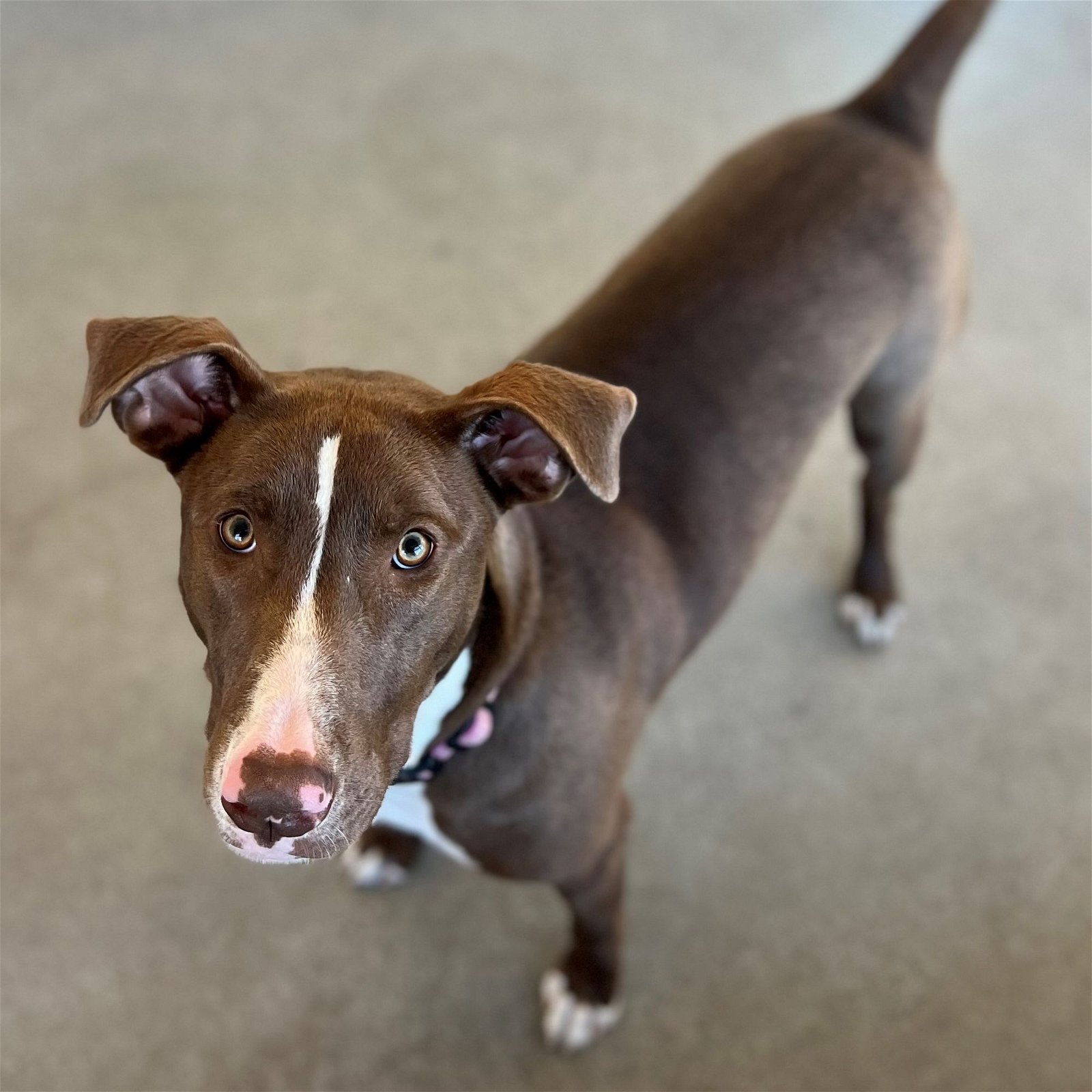 adoptable Dog in Rancho Santa Fe, CA named Swift