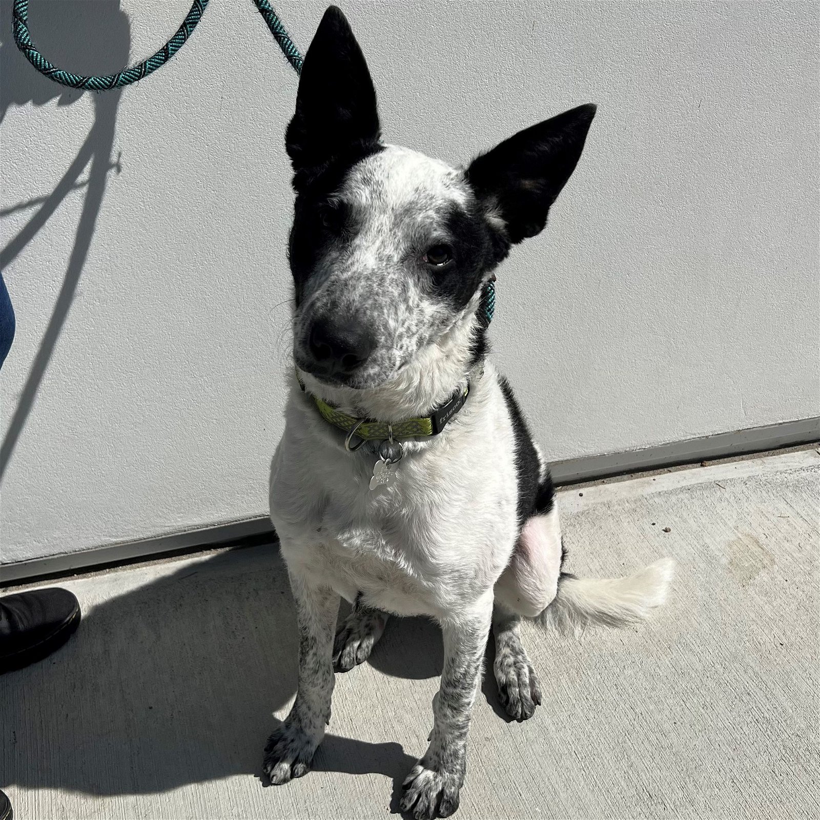 adoptable Dog in Rancho Santa Fe, CA named Casino