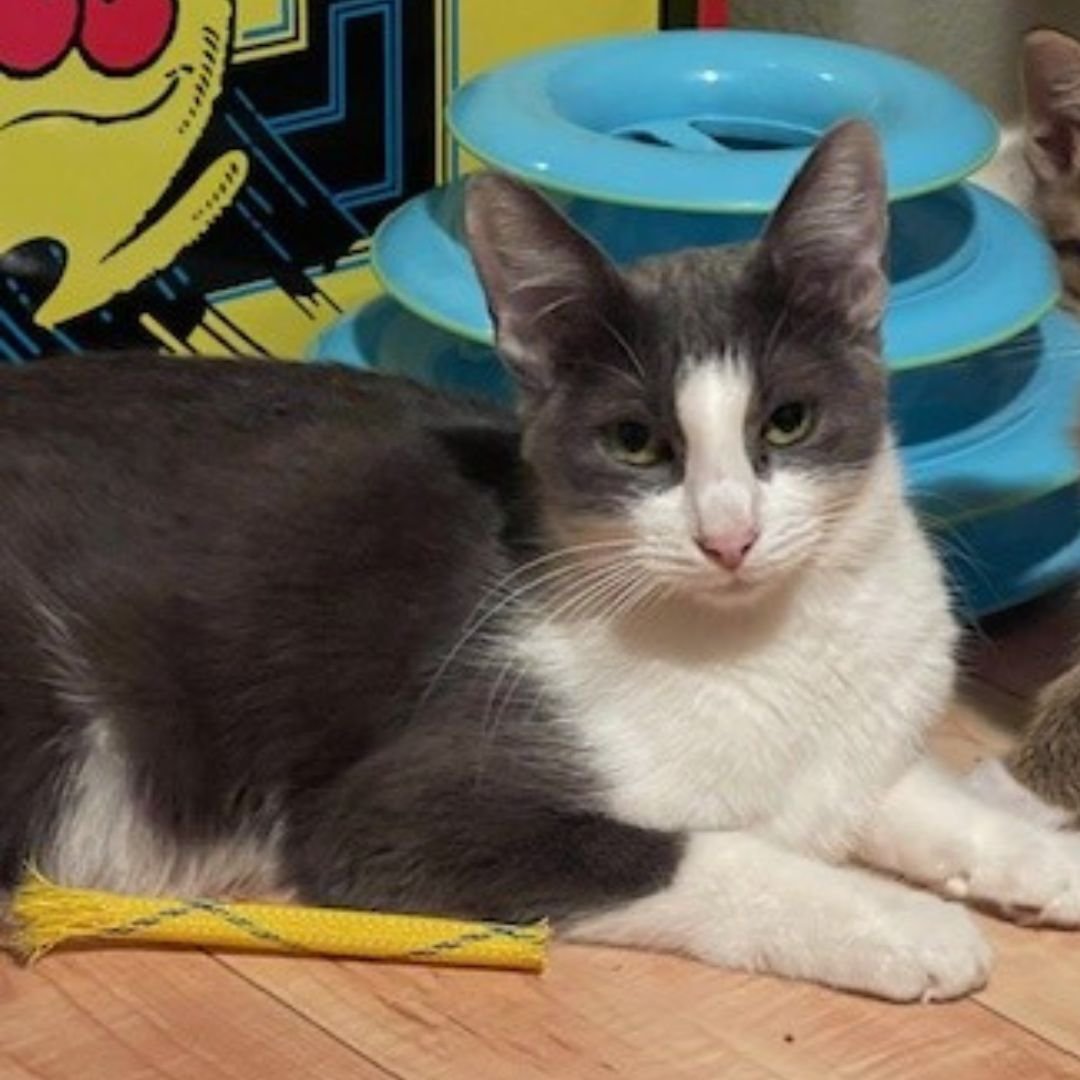 adoptable Cat in Rancho Santa Fe, CA named Kit Kat