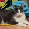 adoptable Cat in  named Kit Kat