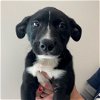 adoptable Dog in rancho santa fe, CA named Chive