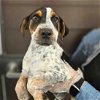 adoptable Dog in rancho santa fe, CA named Checkers