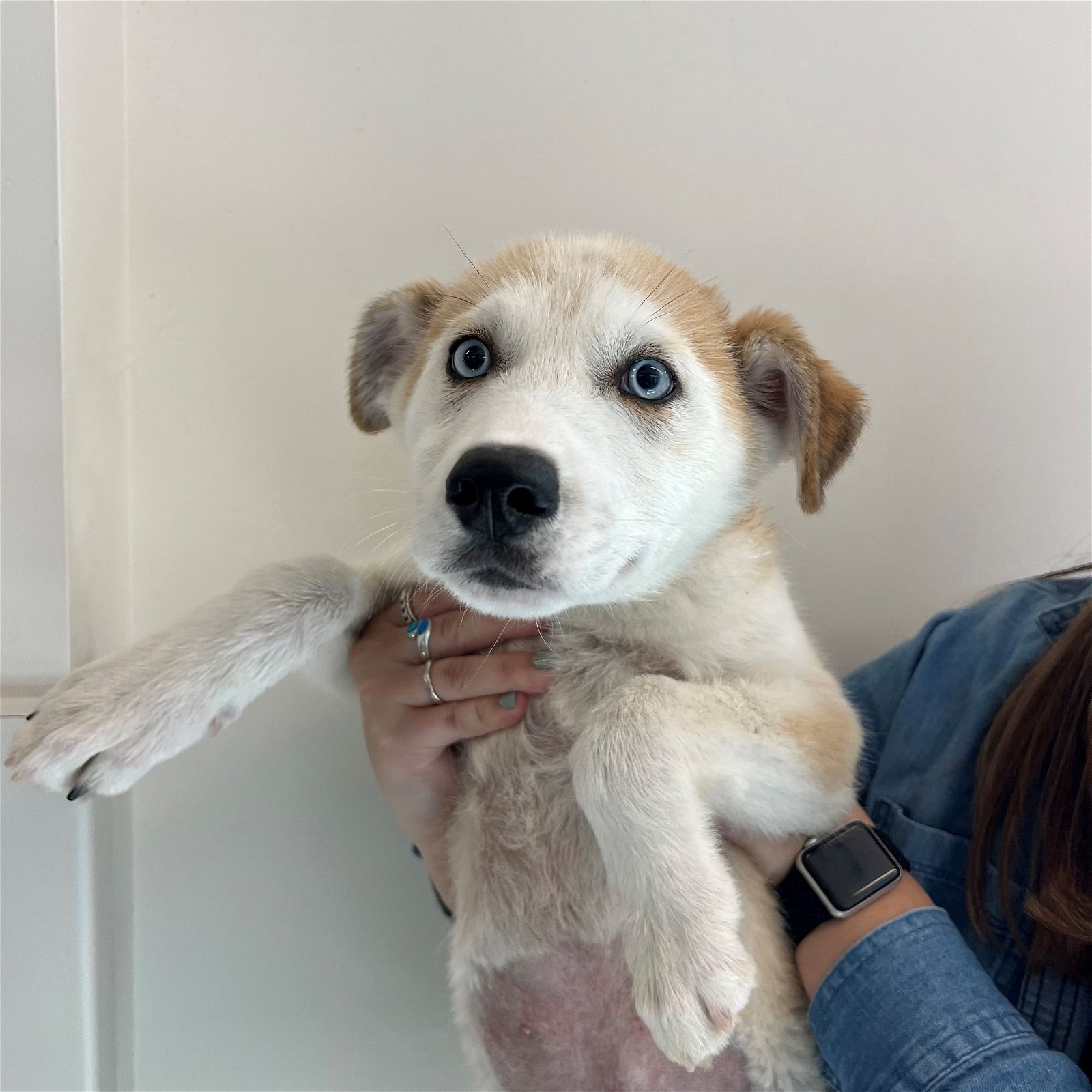 adoptable Dog in Rancho Santa Fe, CA named Hockey