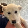 adoptable Dog in  named Polo