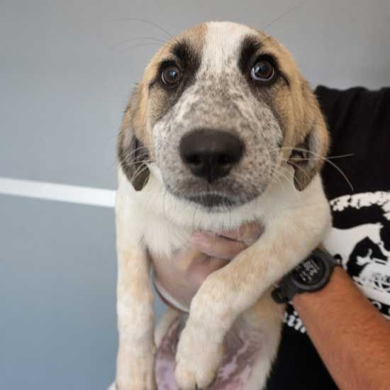 adoptable Dog in Rancho Santa Fe, CA named Ziggy
