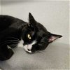 adoptable Cat in  named Odie
