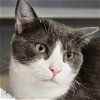 adoptable Cat in  named Phil