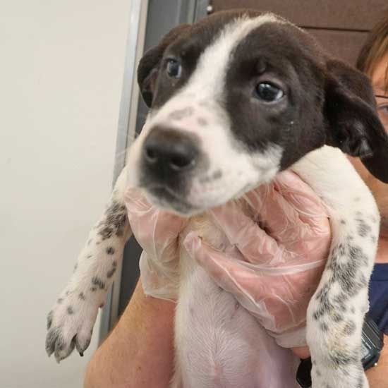 adoptable Dog in Rancho Santa Fe, CA named Tricky