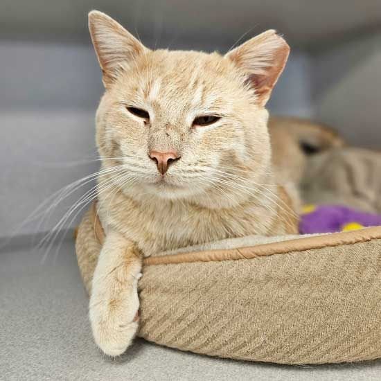 adoptable Cat in Rancho Santa Fe, CA named Garfield