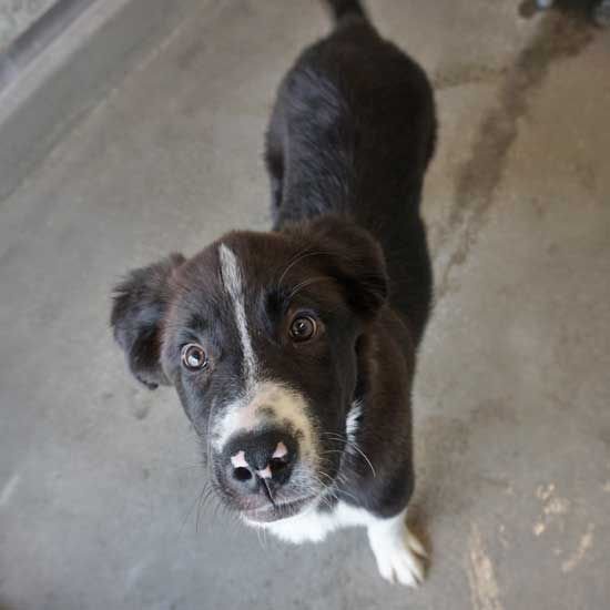 adoptable Dog in Rancho Santa Fe, CA named Biggie Smalls