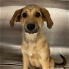 adoptable Dog in  named Canyon
