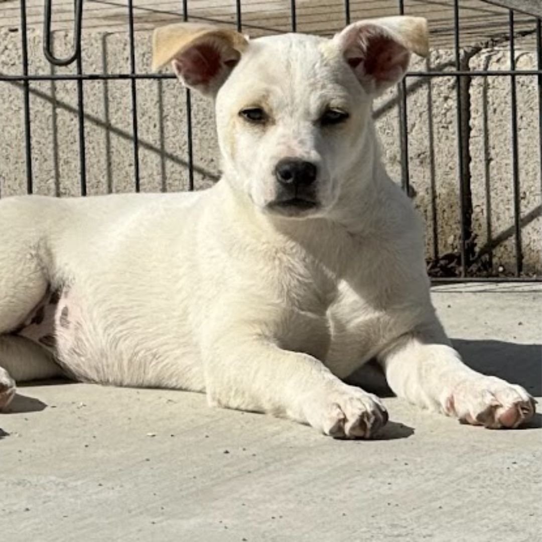 adoptable Dog in Rancho Santa Fe, CA named Iggy