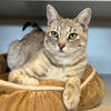 adoptable Cat in Rancho Santa Fe, CA named Joni