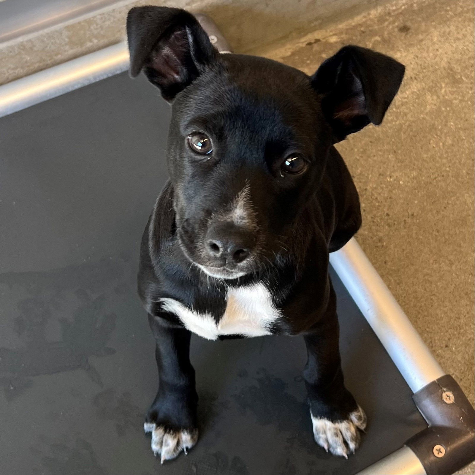 Dog adoption in Rancho Santa Fe, CA 92067: Unknown breed Dog "Manatee"