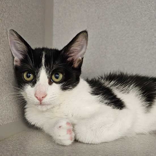 adoptable Cat in Rancho Santa Fe, CA named Polka